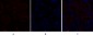 Caspase-8 Polyclonal Antibody